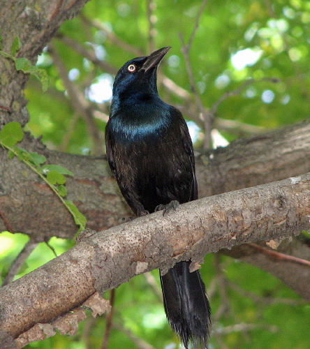 common grackle female. [pictured: Common Grackle: